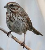 Song sparrow