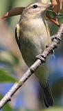 Warbling vireo