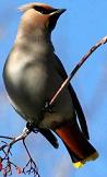 Bohemian waxwing