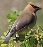 Cedar waxwing